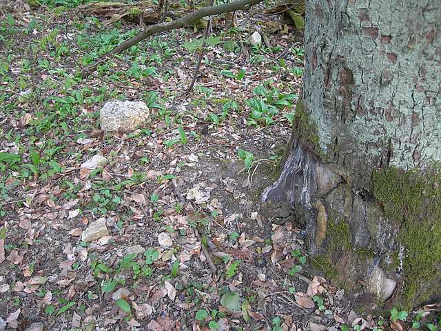 Funghi e vegetazione invasiva